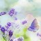 Calm by Hilton Fragrance Oil (Our Version of the Brand Name) (2 oz Bottle) for Candle Making, Soap Making, Tart Making, Room Sprays, Lotions, Car Fresheners, Slime, Bath Bombs, Warmers…